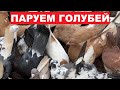 Скоро выводной сезон. Начинаем паровать голубей. Немного гоняем голубей