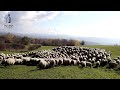 CIOBAN de la 12 ANI, tânărul Silviu Cârja are în grijă peste 400 de oi video - 2022