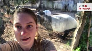 - Vlog 3 Verzorger Lynn Stelt Je Voor Aan De Tapirs In Zoo Antwerpen