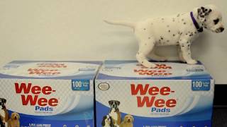 four paws wee wee pads 100