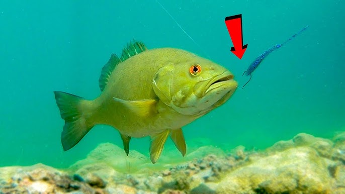 Crazy Underwater Footage** Big Bass Attacking Bluegill Lures! 