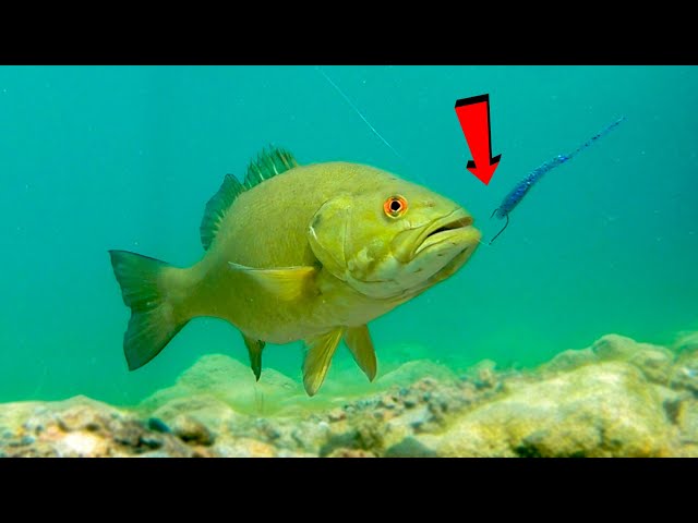 bass lures underwater Skylety LED Fishing Fishing Spoons Flasher Halibut Saltwater Trolling Deep Drop LED Lighted Bait Flasher (5 Pcs) : Sports & Outdoors Checkout our Subsurface version of the Motion Minnow Swimbait How Fish React To Different