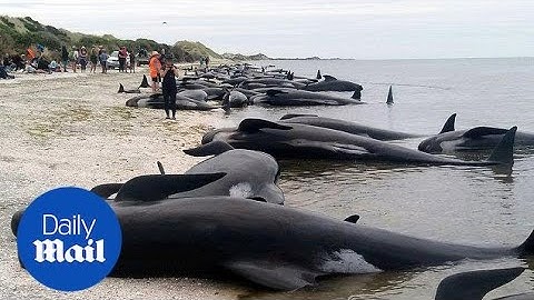 Hundreds of whales dead after becoming stranded on New Zealand beach - Daily Mail