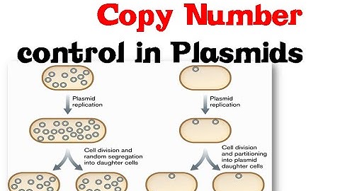 Copy number control in plasmids