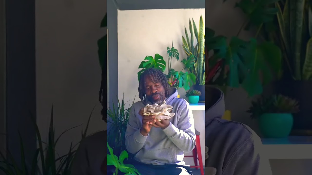 How to store oyster mushrooms. #mushroomtips #oystersmushrooms