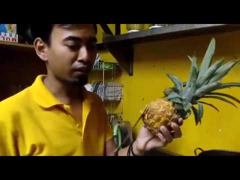 Video: Cara Membuat Hookah Pada Buah