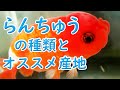 金魚の王様らんちゅう【品種紹介】
