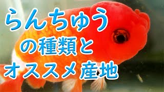 金魚の王様らんちゅう【品種紹介】