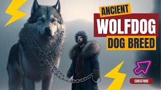 These Wolfdogs are the Oldest Dog Breeds