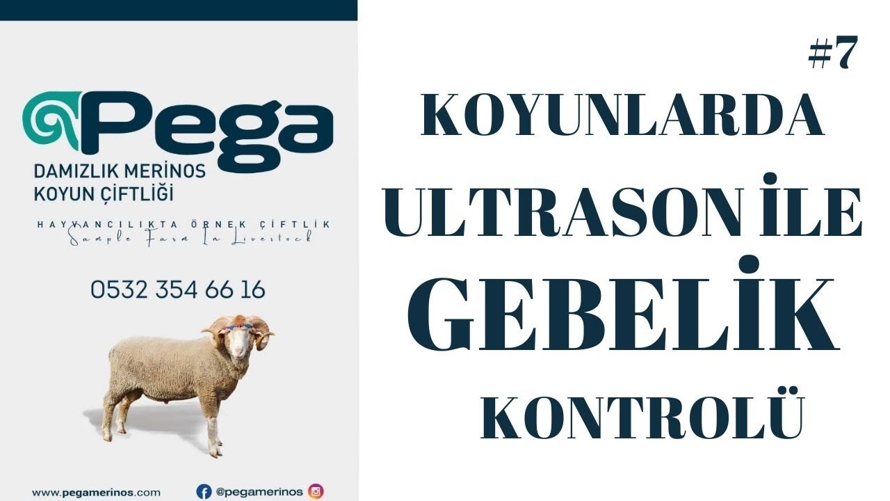 KOYUNLARDA ULTRASON İLE GEBELİK KONTROLÜ