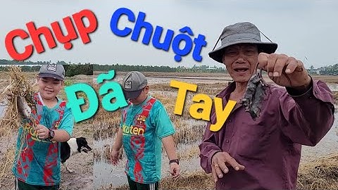 Cách bắt chuột đồng cực đơn giản chụp đã tay |@thehoangtv