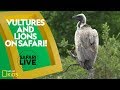 Challenges and Characteristics of Lions in Masai Mara
