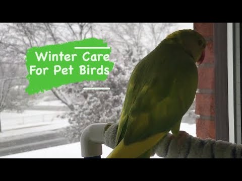 How to Keep Your Pet Bird Warm and Healthy | All about Winter Care