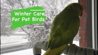 How to Keep Your Pet Bird Warm and Healthy | All about Winter Care