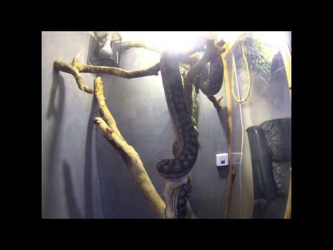 python eating timelapse