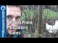 How to prune raspberries, raspberry canes, raspberry bushes for DIY gardening enthusiasts.