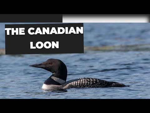 Water's Lullaby: Life with Loons