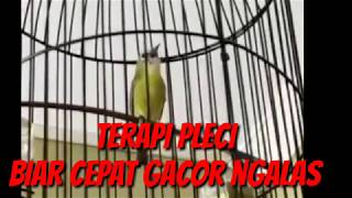 Terapi pleci biar cepat gacor dan ngalas milik mr rama