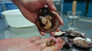 赤皿貝(アカザラガイ)の剥き方～山田弁で説明します！
