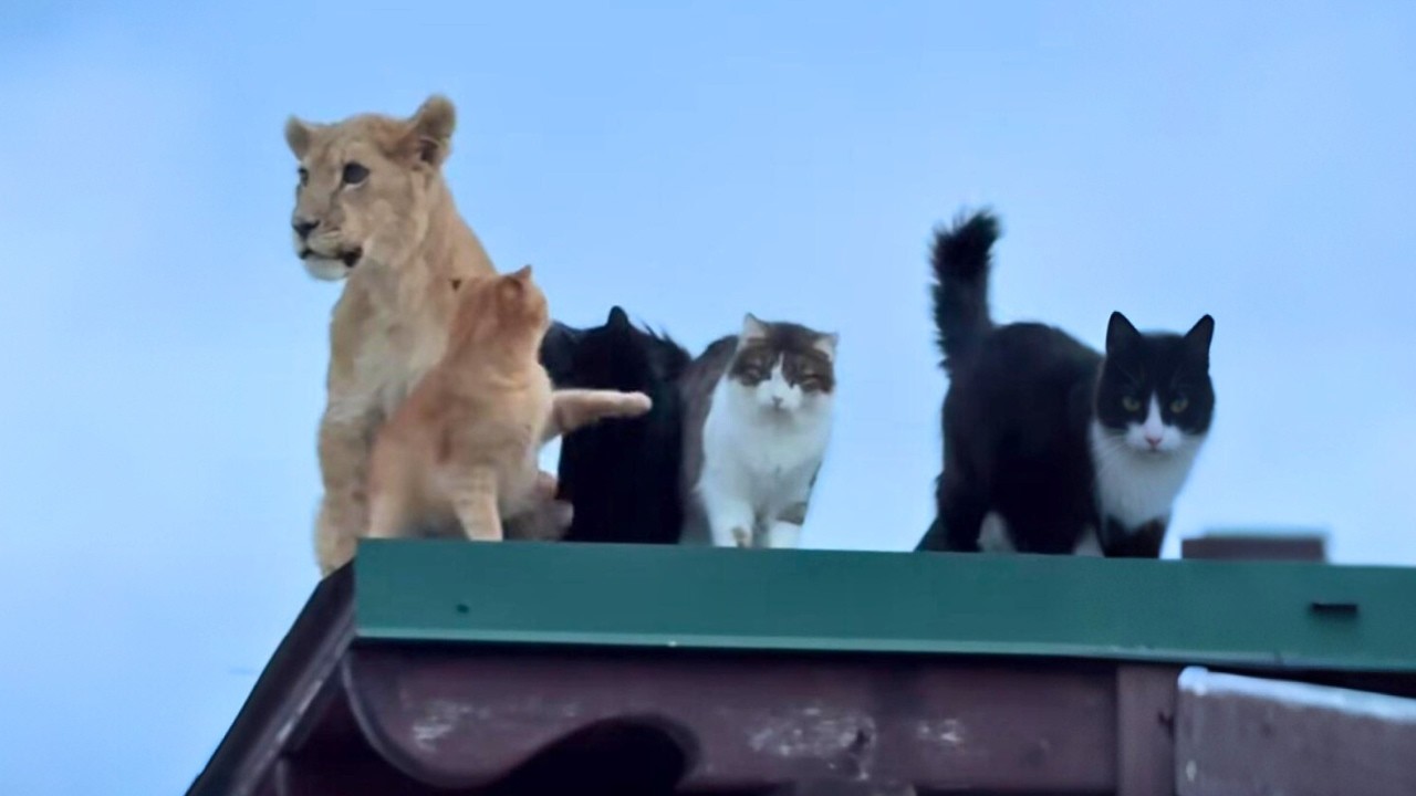 When your cat brings home a friend!