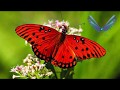 Mariposa rojo rub