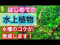 【水上植物で水槽のコケを減らそう!!】水上植物の使い方を解説します!