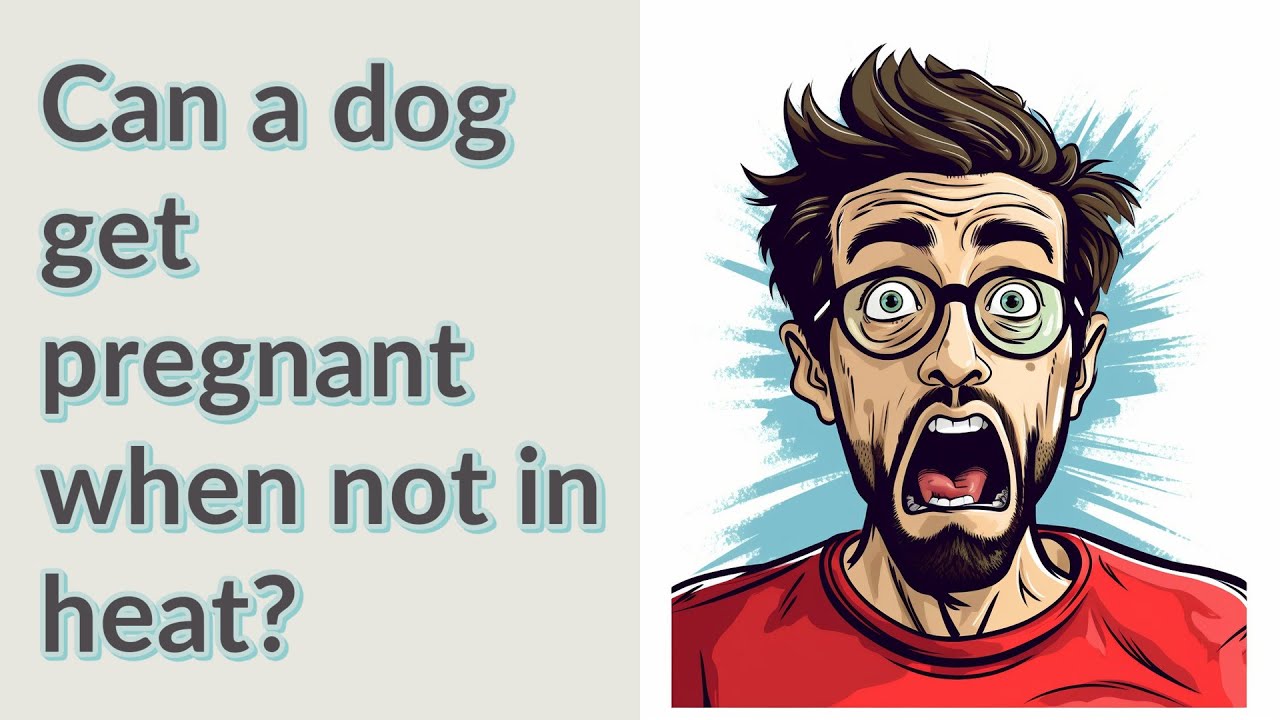 Can a dog get pregnant when not in heat? YouTube