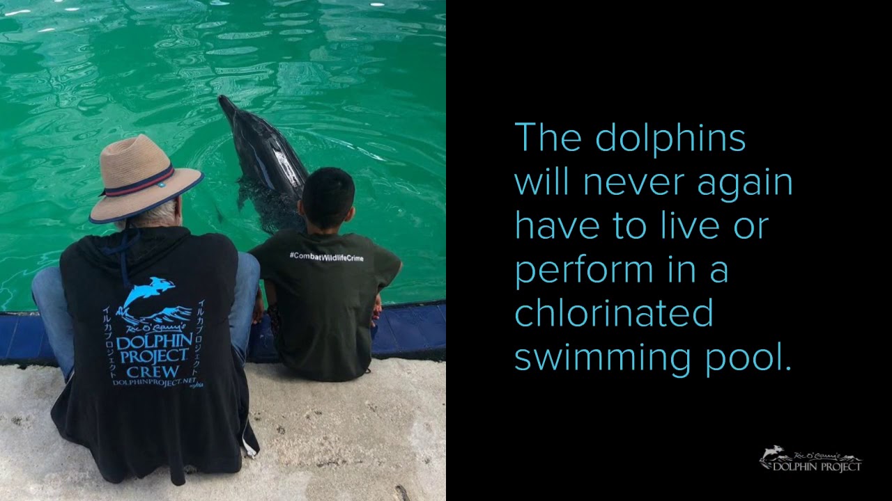 Confiscating Captive Dolphins From Melka Hotel