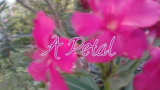 A PETAL | Poem by Vinessa Lovely