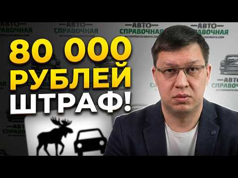 Водитель без ОСАГО заплатит 80 000 рублей за сбитого лося!