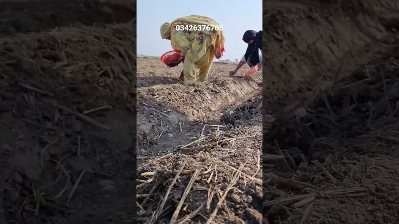 G1 Garlic Lagany Ka Tariqa| G1 Lehsan Khado Ka istimal| G1 Garlic Mulching