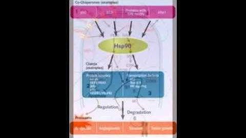 Ganetespib binds to the ATP-binding domain at the N-terminus of Hsp90