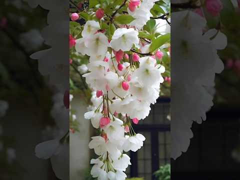 beautiful flower #shortvideo #jiskeaanesemukammalhogayithizindagisong #song