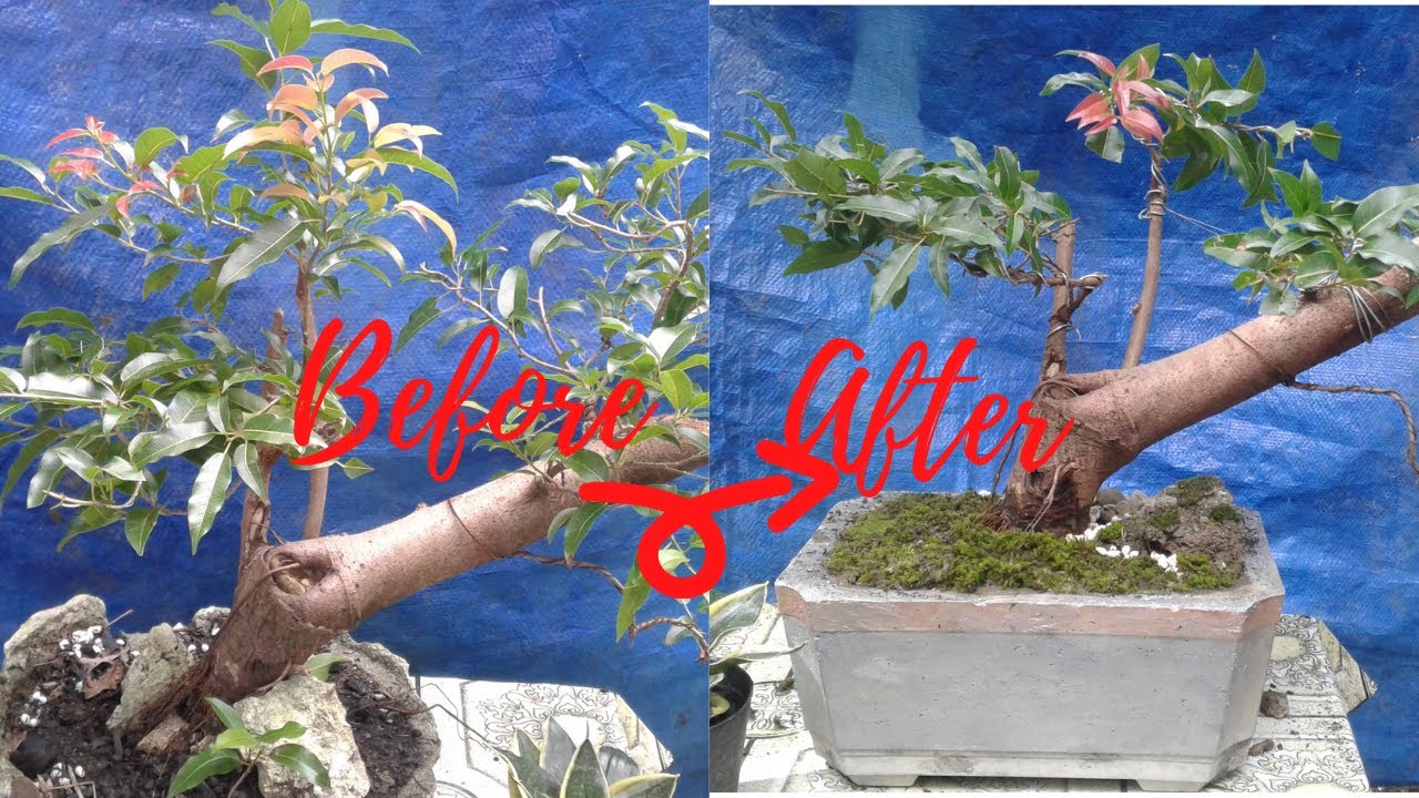 Super red balete bonsai +pruning+repotting+wiring||PART 2 - YouTube Super red balete bonsai +pruning+repotting+wiring||PART 2 - YouTube