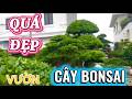 Tham Quan Khu Triển Lãm Cây Kiểng Bonsai. Với Những Cây Bonsai Thế Đẹp. #TMtv. 