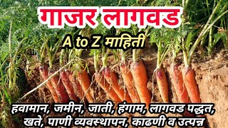 Gajar(Carrot) Lagwad || गाजर लागवड संपुर्ण माहिती