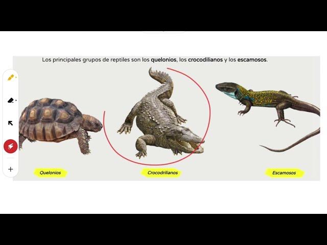 Grupos De Reptiles: Descubre la Fascinante Diversidad