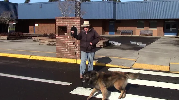 Scent Work workshop 200125 video 7- BeaBeas Dog Training