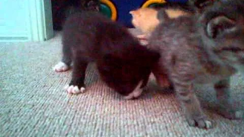 Watch the video about Bengal x Manx Kittens Qld