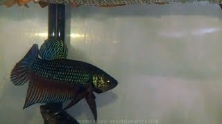 Download Lagu Wild Betta Smaragdina spawning