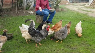 Tepeli Köy Tavukları(Trabzon Gugullusu)