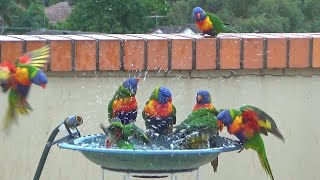 Noisy Pool Party for Rainbow Lorikeets