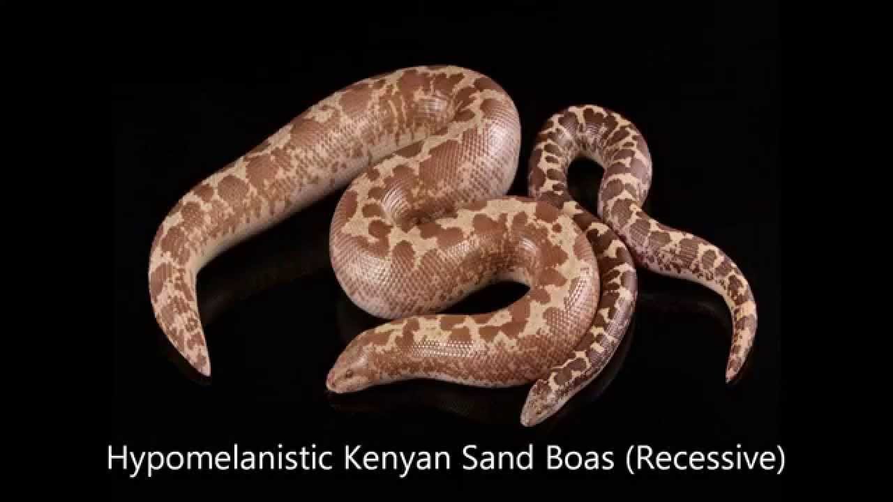 Kenyan Sand Boa Morphs Guide YouTube