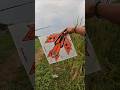 dapat layangan burik #kite #layangan