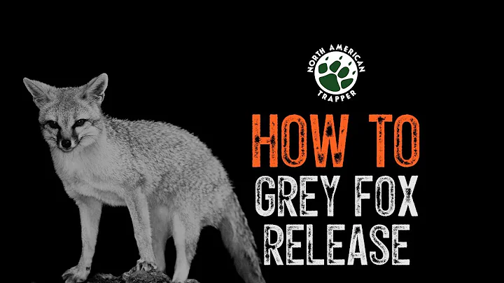HOW TO / GREY FOX RELEASE ~ #20  Beginner Trapping Series ~