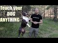 Amstaff: How to Train your Dog something NEW, Train to STAY , Train to come etc