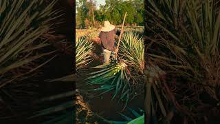 Magueyes #travel #vlog #mexico #work #verde #short #shorts #nature #plants #vlogsvideo #youtubeshort