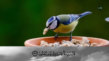 تلاوة تنسيك هموم الدنيا وما فيها❤️هزاع البلوشي _سورة الحجر❤️