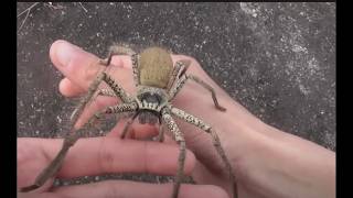 World's Fastest Spider!