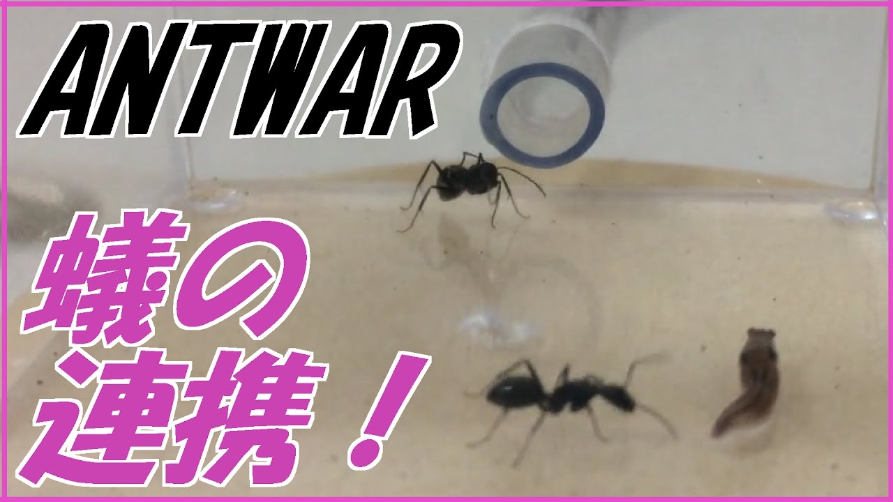 蟻戦争＃86 アリVSナメクジ(後編) 連携するアリの頭脳編～ant vs slug